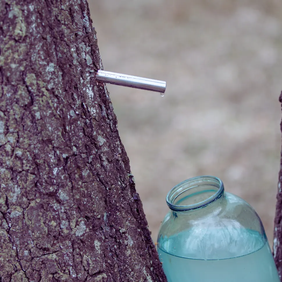 Właściwości soku z brzozy