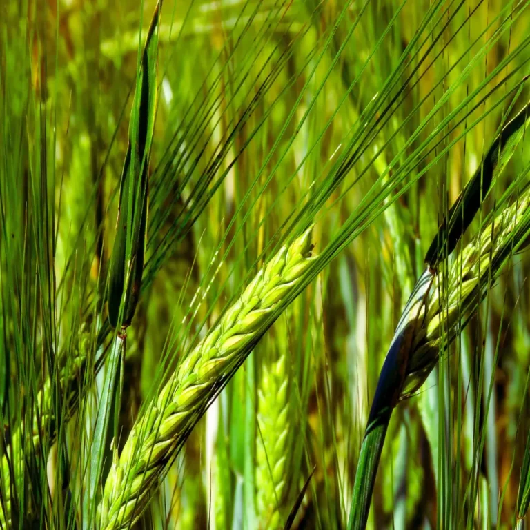 Właściwości młodego jęczmienia