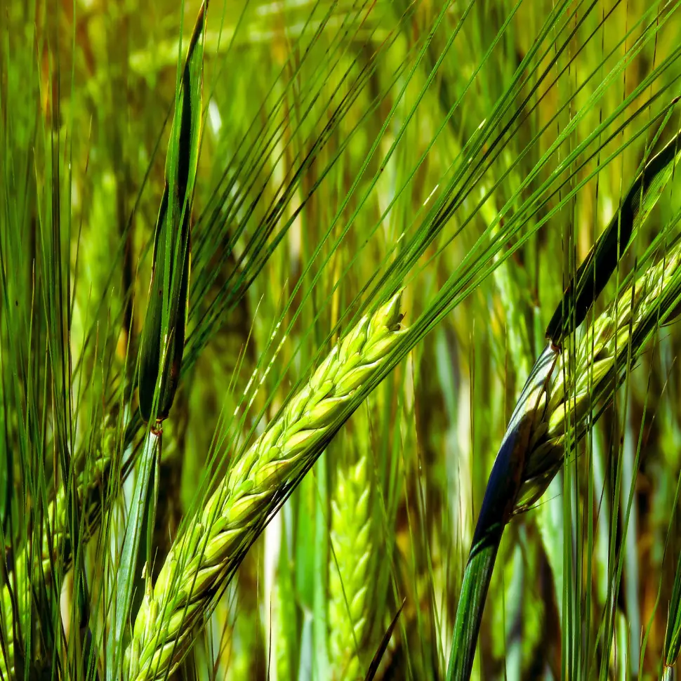 Właściwości młodego jęczmienia